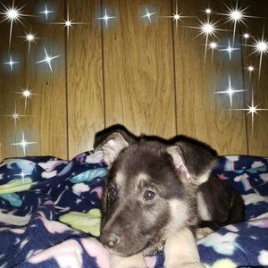 Meet your Posher, Crystal